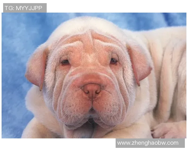 足球明星的生活方式与宠物选择的完美结合探讨